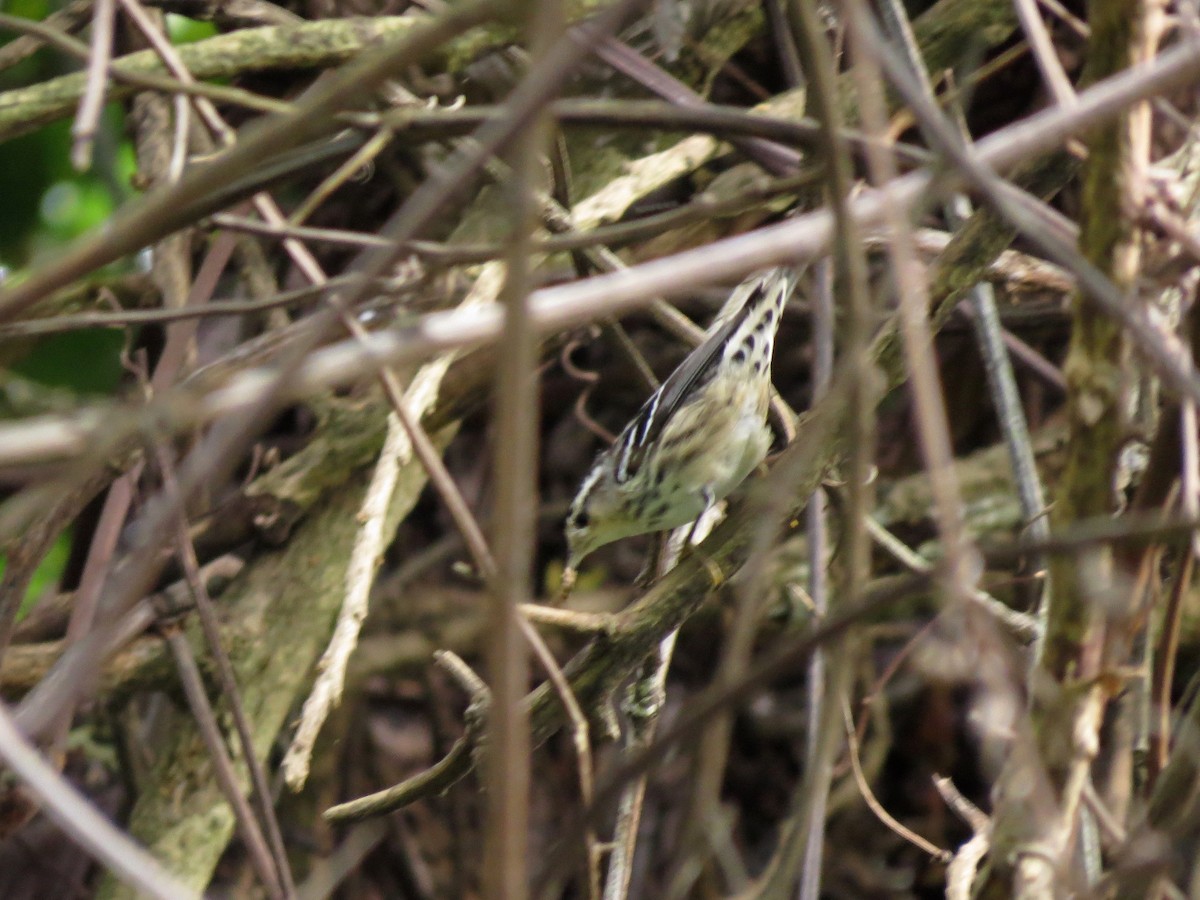 Black-and-white Warbler - ML126886661