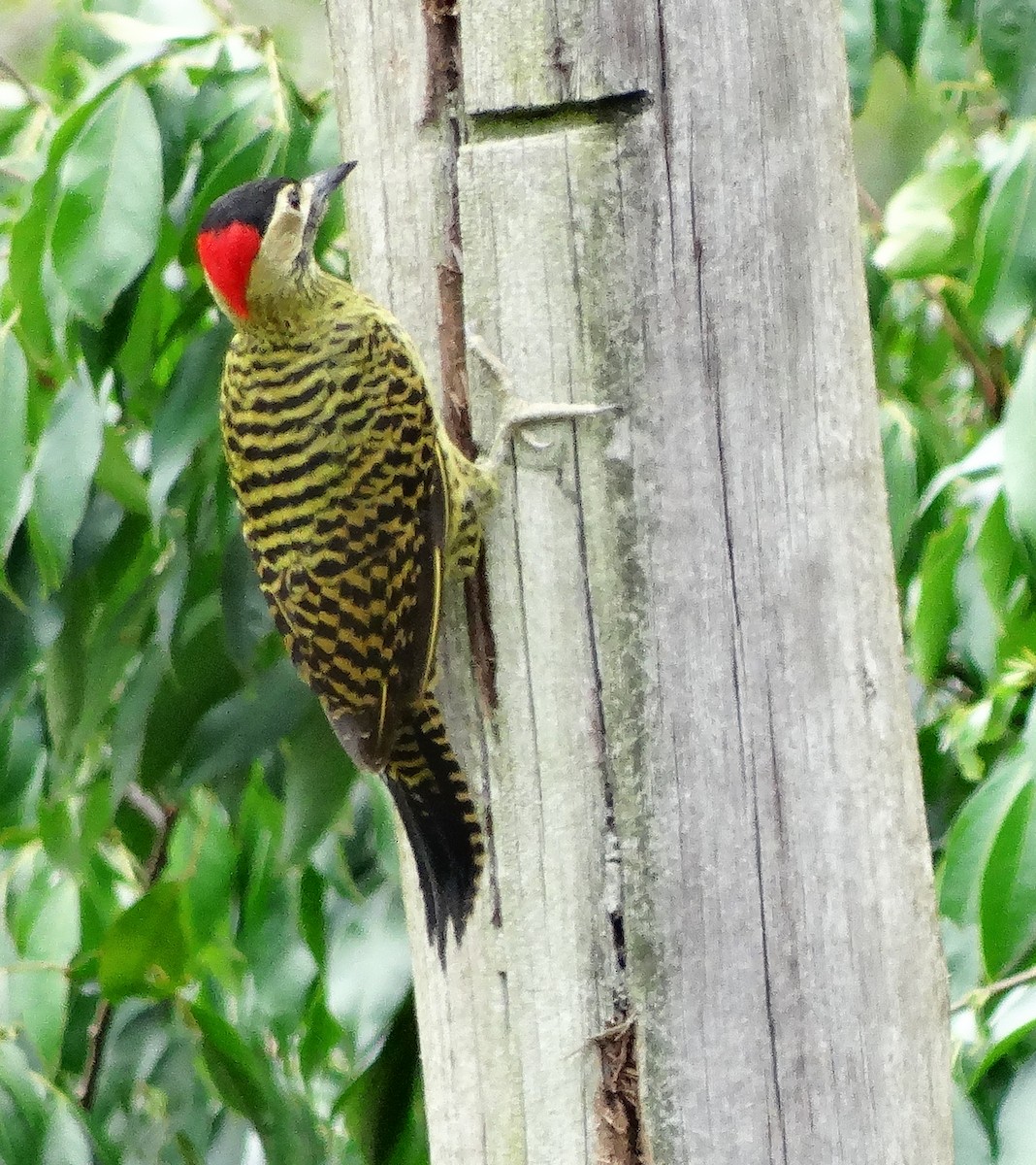 Green-barred Woodpecker - Alison Van Keuren