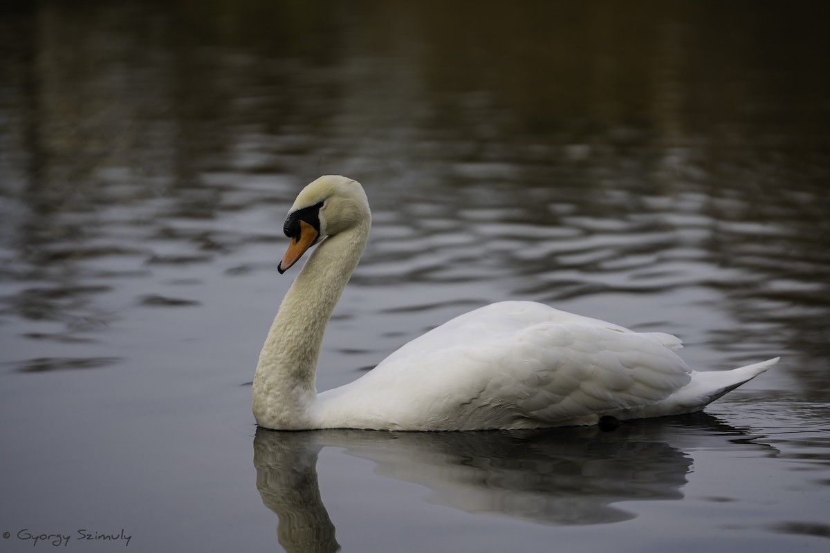 Mute Swan - Gyorgy Szimuly