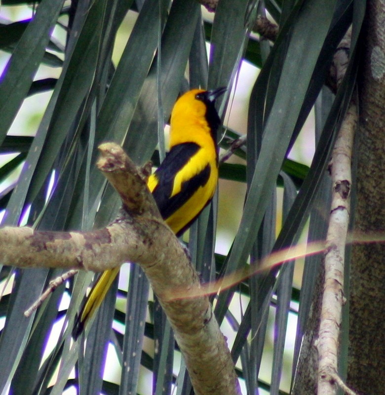 Yellow-tailed Oriole - ML126891231