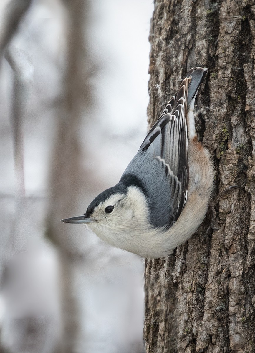 White-breasted Nuthatch - ML126896711
