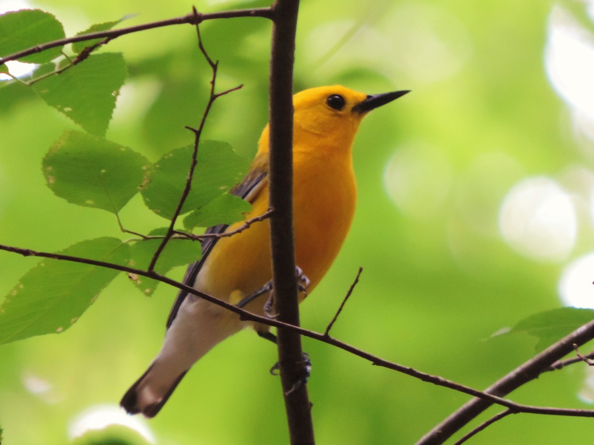 Prothonotary Warbler - ML126896731
