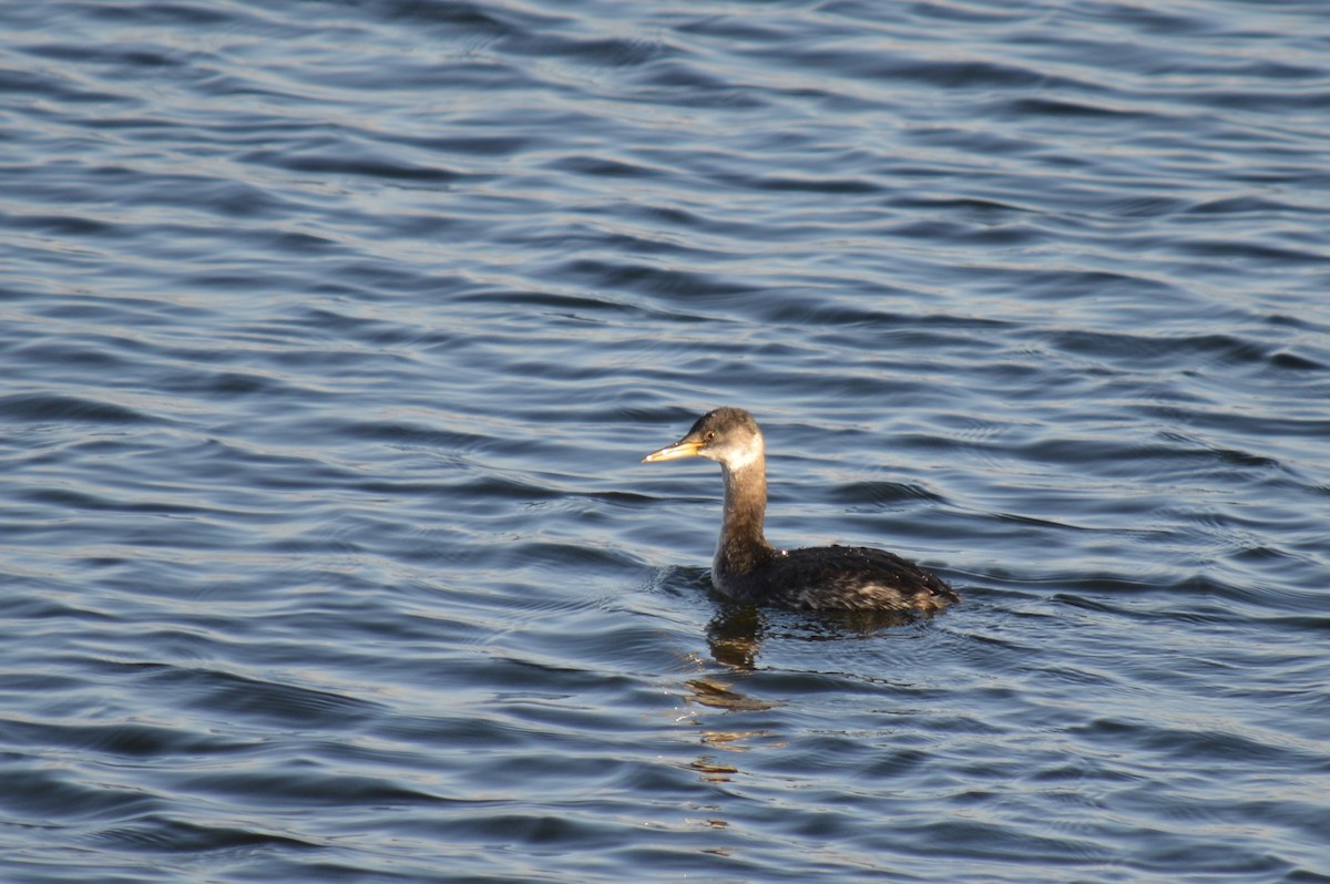 Red-necked Grebe - ML126897041