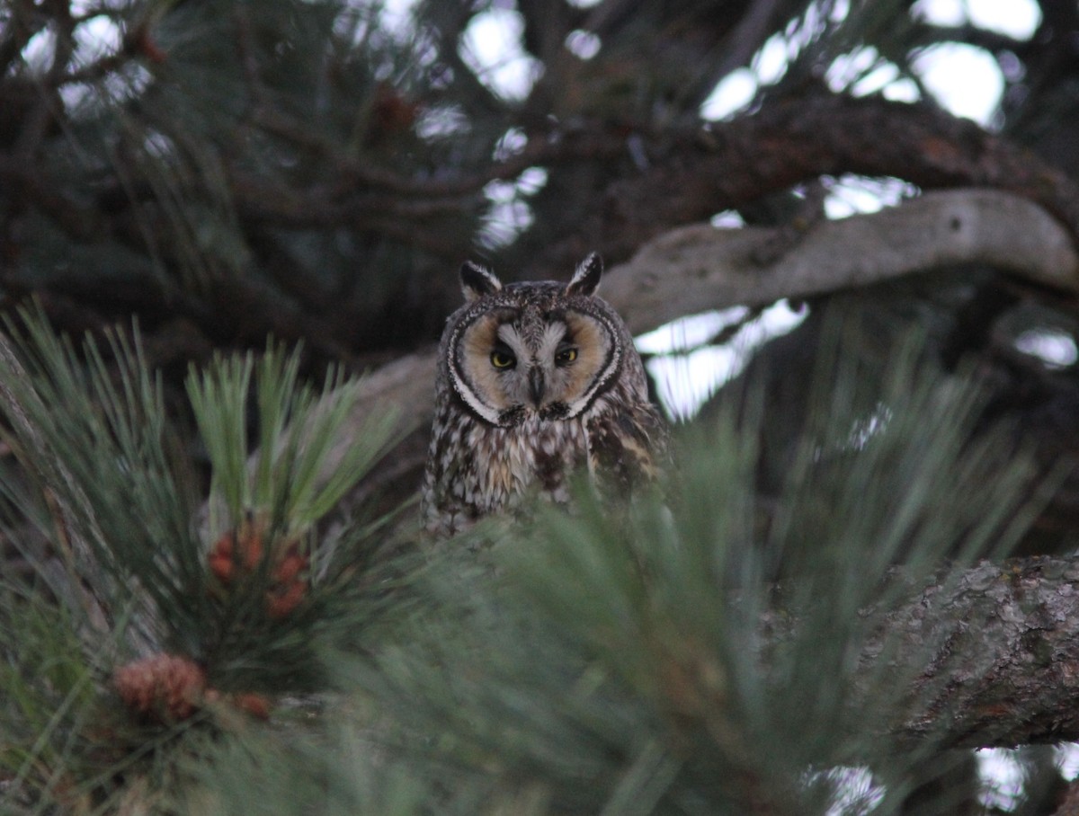 Long-eared Owl - ML126897101