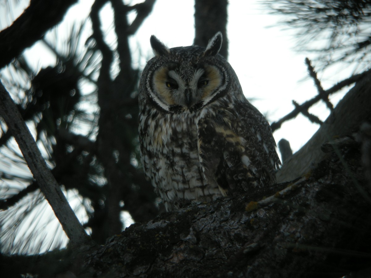 Long-eared Owl - ML126897161