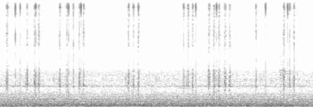 guinea-cypress katydid - ML126898