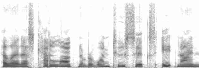 guinea-cypress katydid - ML126899