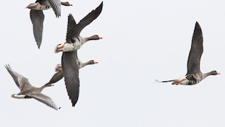 Greater White-fronted Goose, ML126902951