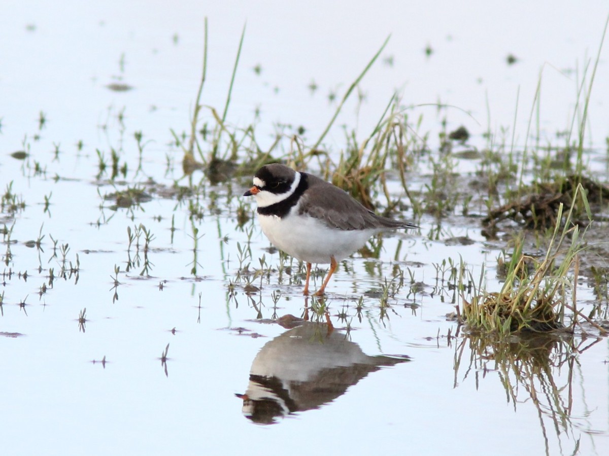 Semipalmated Plover - ML126905881