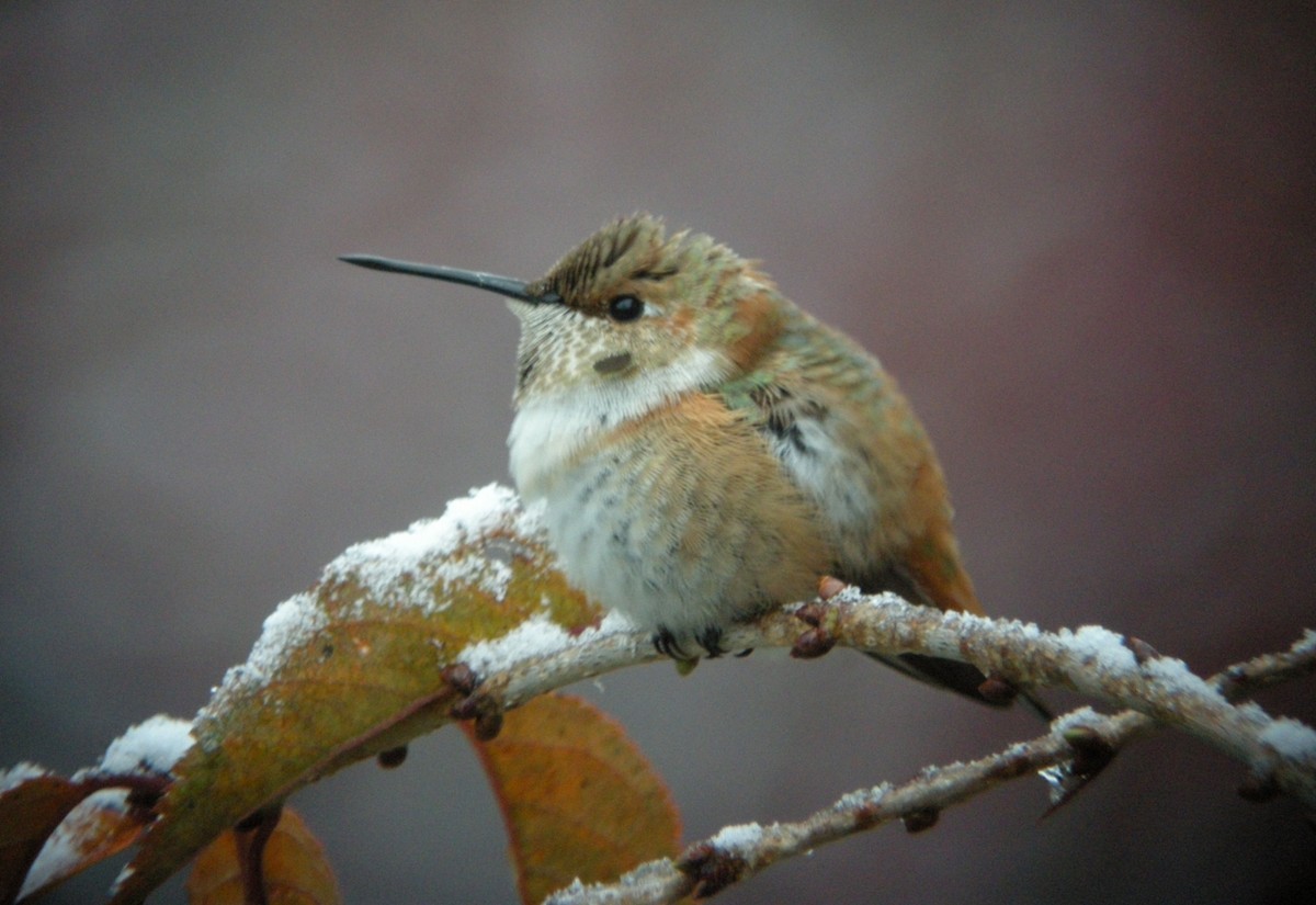 Rufous Hummingbird - Caleb Putnam