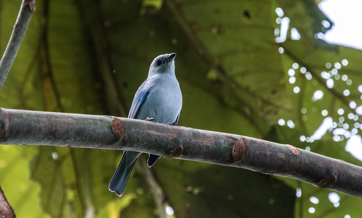 Blue-gray Tanager - ML126907881