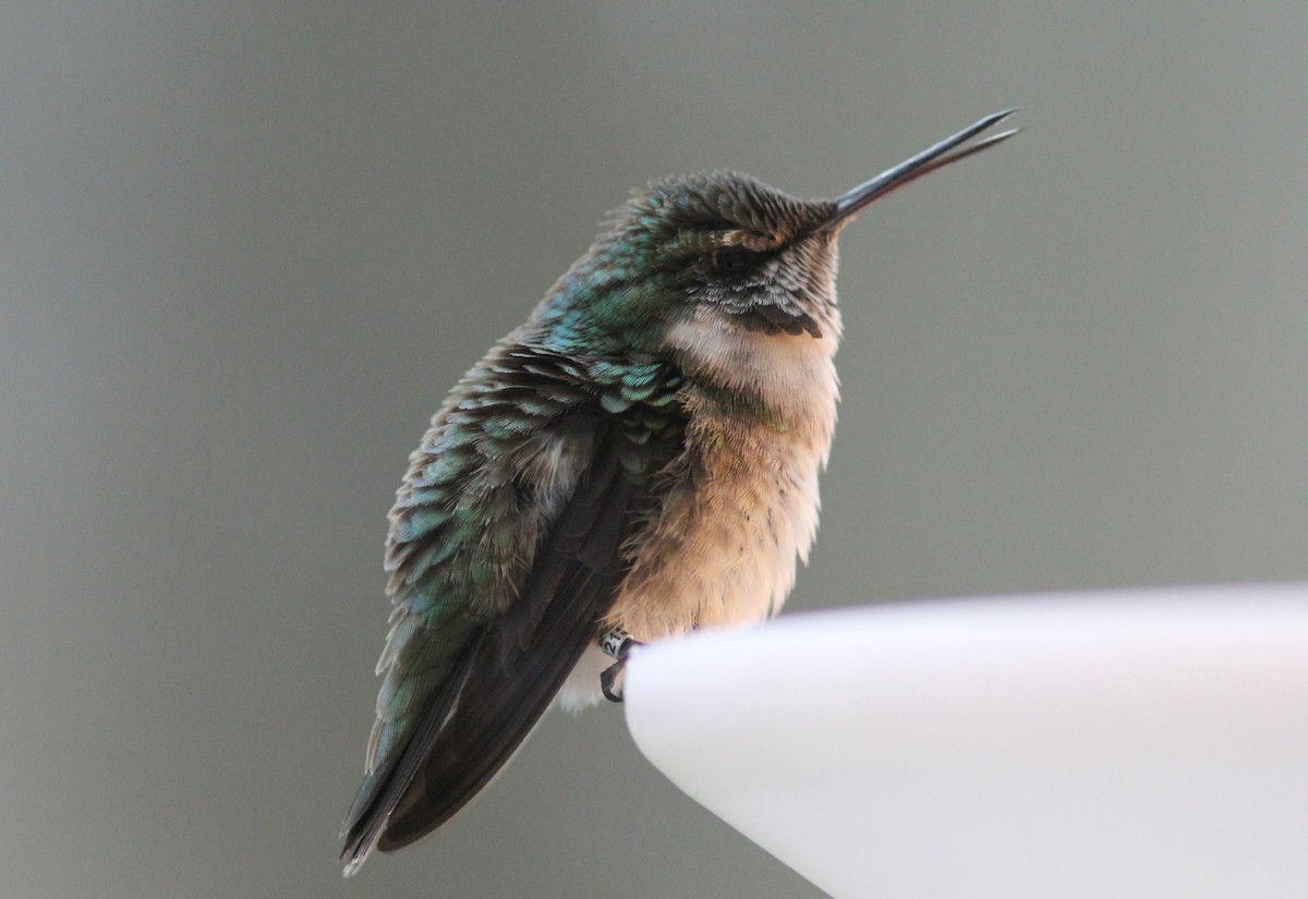 Ruby-throated Hummingbird - Caleb Putnam