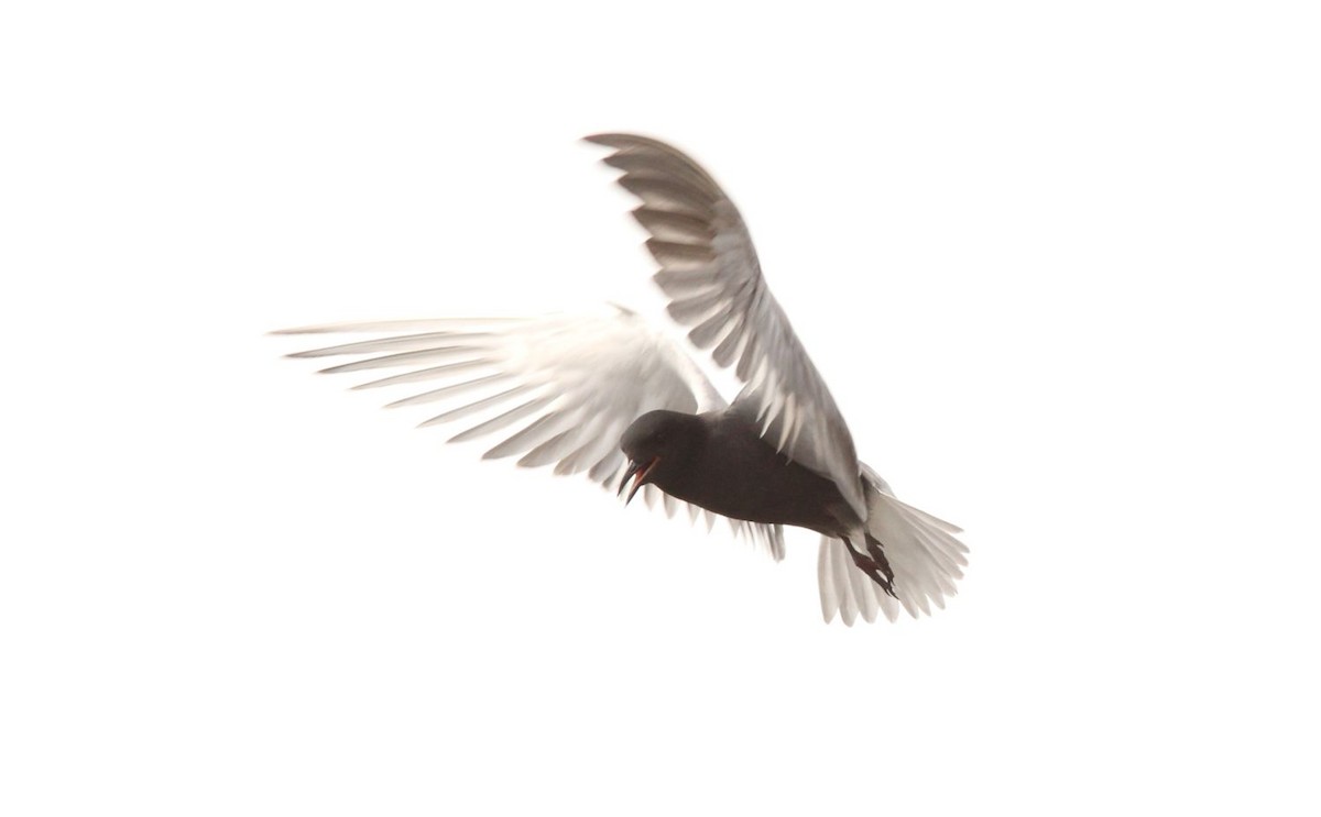 Black Tern - Caleb Putnam
