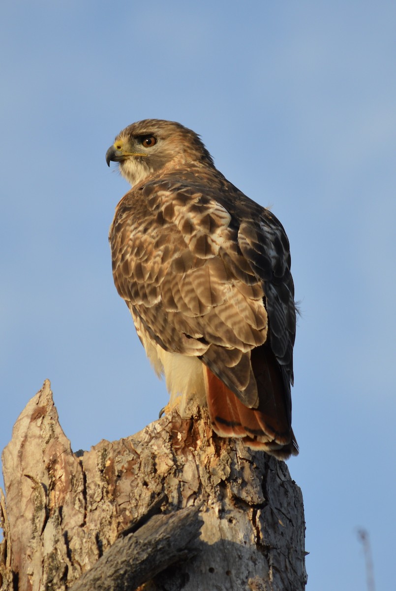 Red-tailed Hawk - ML126913191