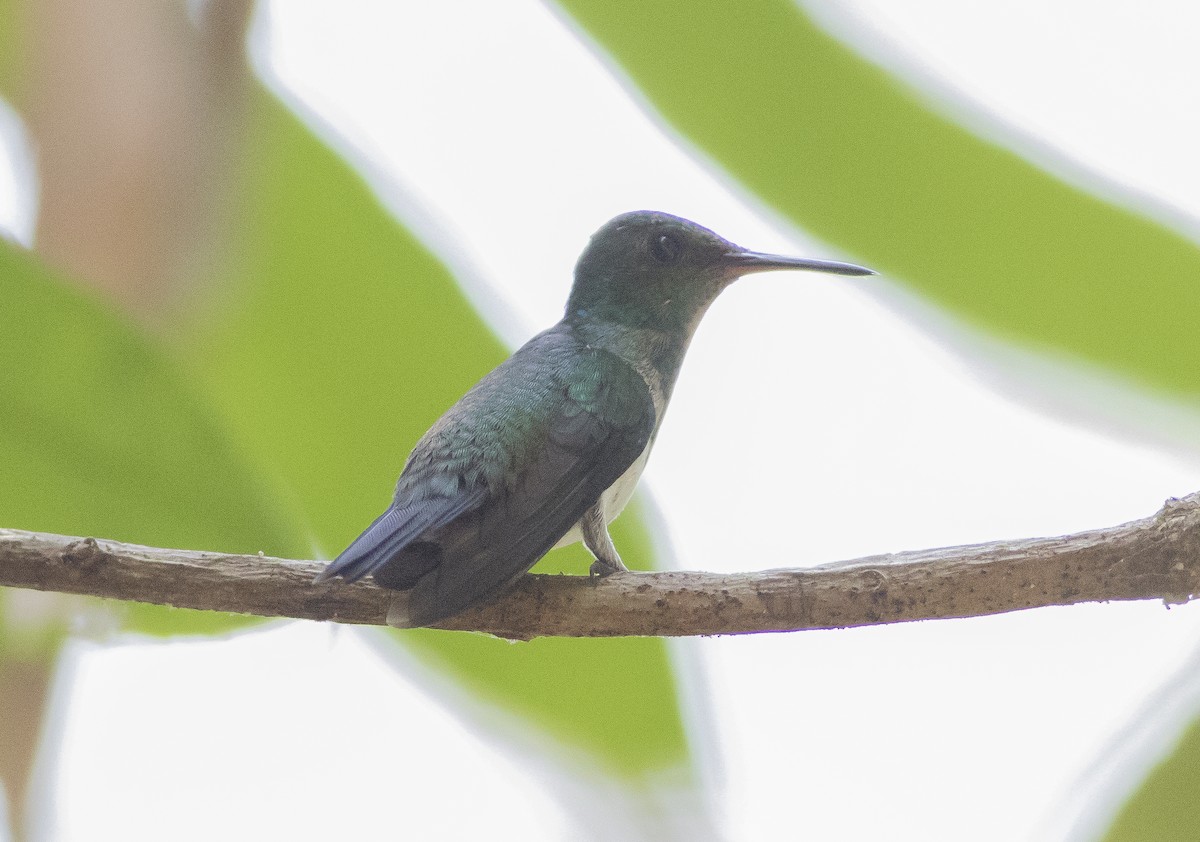 Sapphire-throated Hummingbird - Caleb Putnam