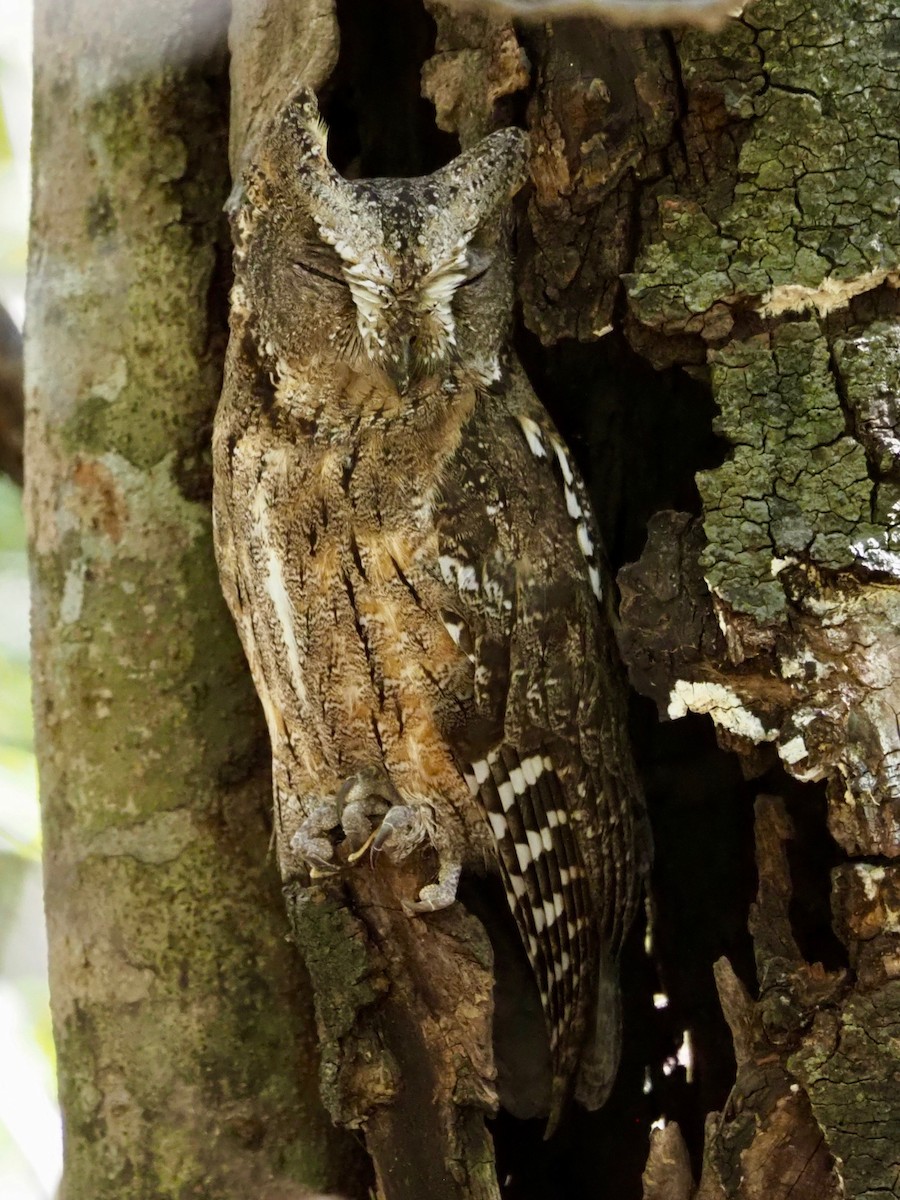 Madagascar Scops-Owl (Torotoroka) - ML126915851