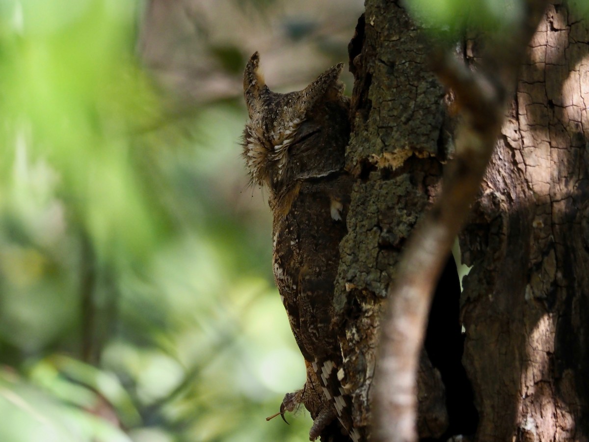 Madagascar Scops-Owl (Torotoroka) - Kelly Siderio