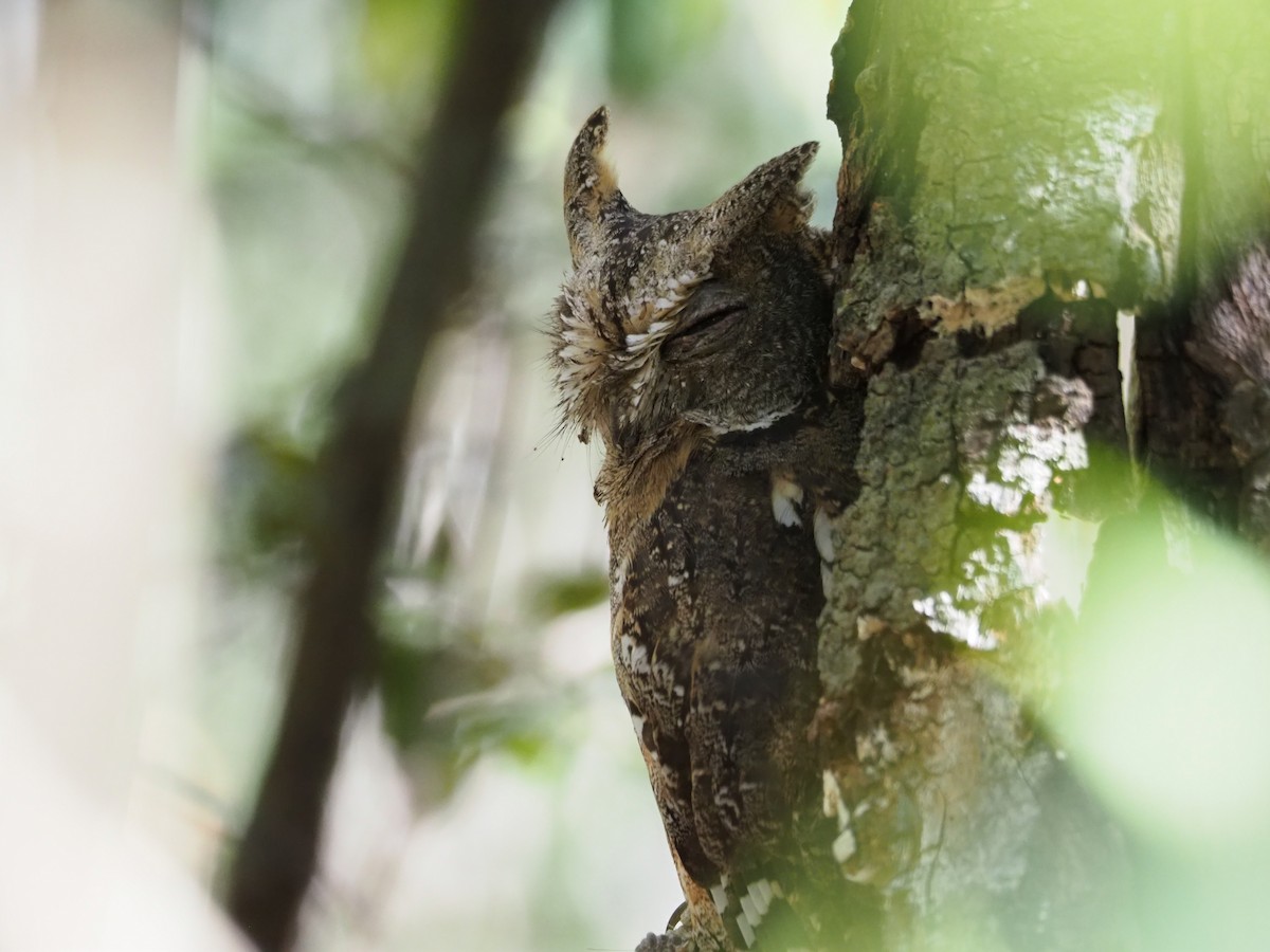 Madagascar Scops-Owl (Torotoroka) - Kelly Siderio