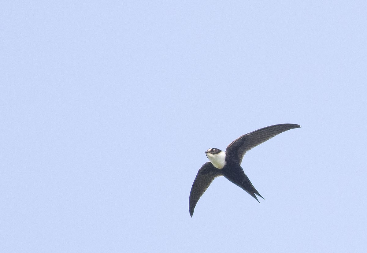 Lesser Swallow-tailed Swift - Caleb Putnam