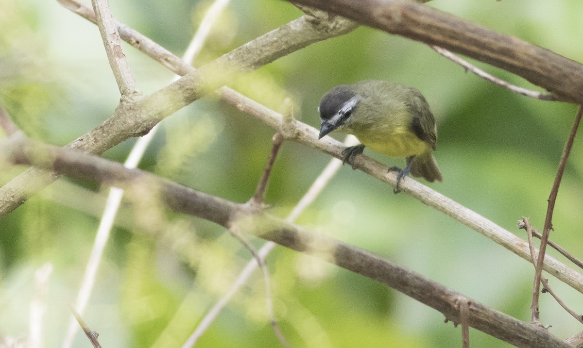Brown-capped Tyrannulet - ML126917061