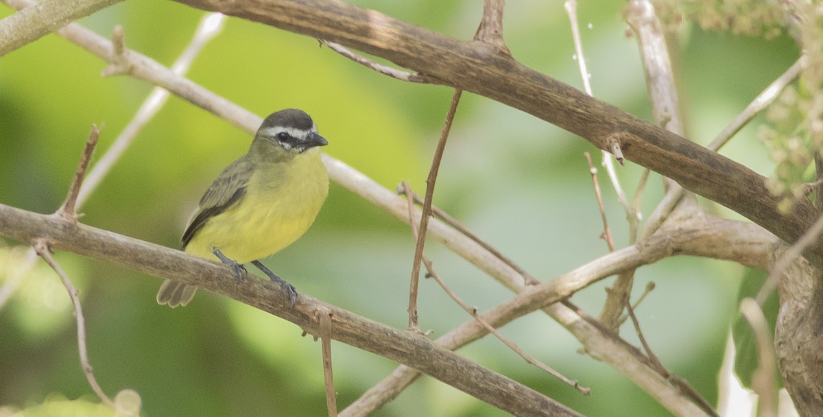 Brown-capped Tyrannulet - ML126917081