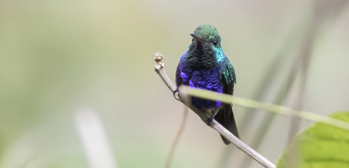 Violet-bellied Hummingbird - Caleb Putnam