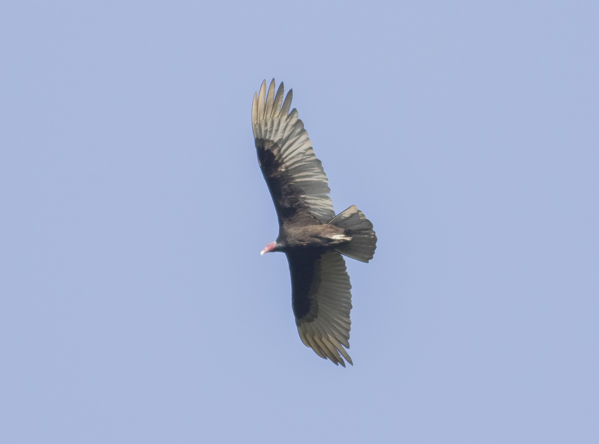 Turkey Vulture (Tropical) - ML126917421