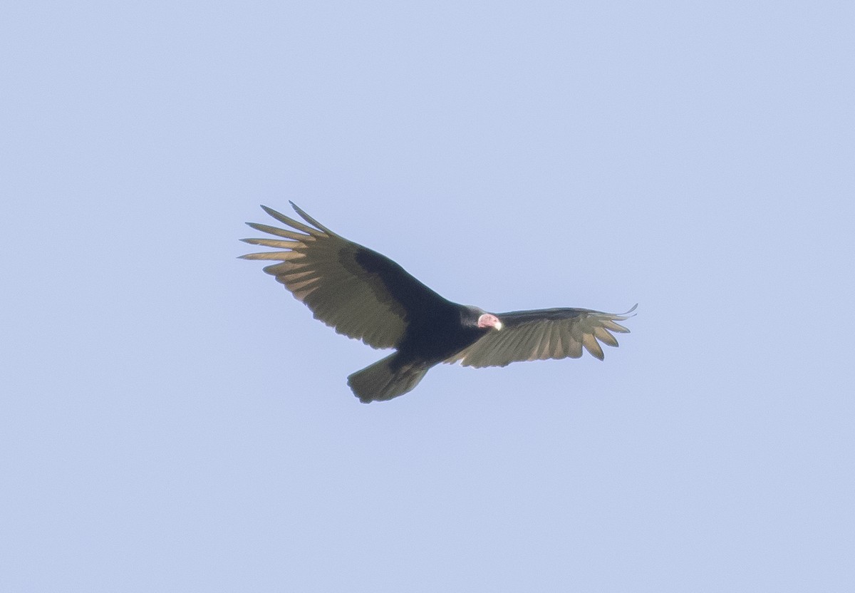Turkey Vulture (Tropical) - ML126917441