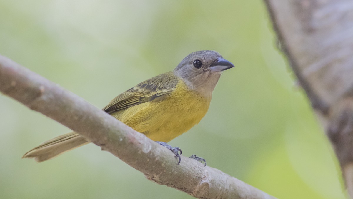 White-shouldered Tanager - ML126918641