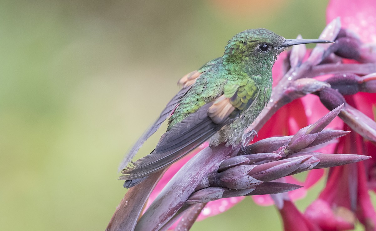 Stripe-tailed Hummingbird - Caleb Putnam