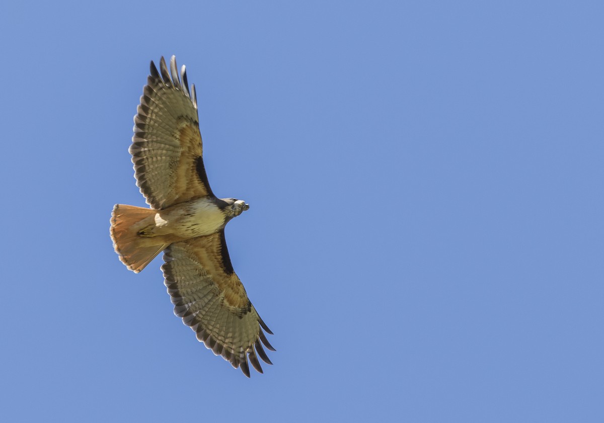 Red-tailed Hawk (costaricensis) - Caleb Putnam