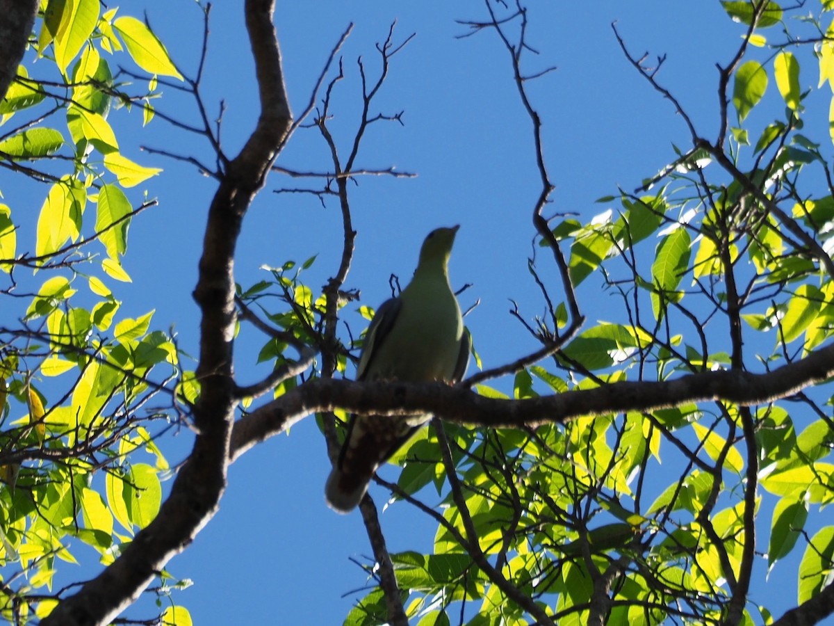 Madagascar Green-Pigeon - ML126920511