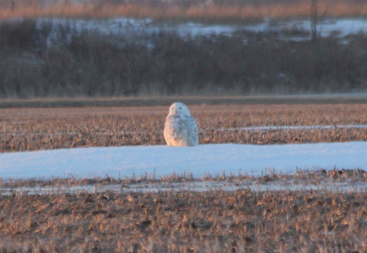 Snowy Owl - ML126922091