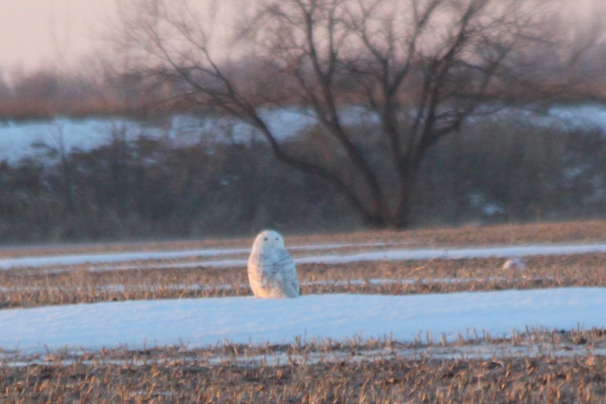 Snowy Owl - ML126922101
