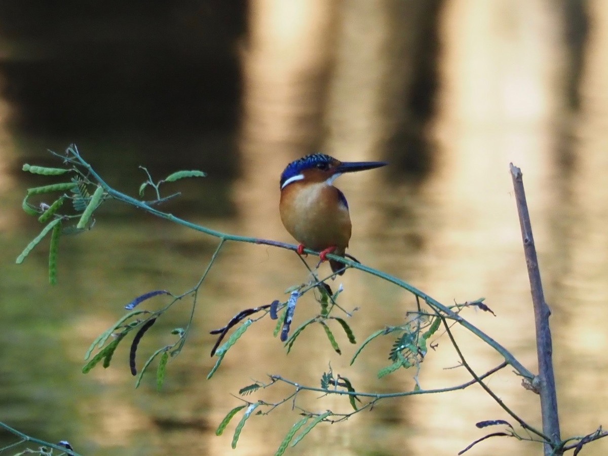 Malagasy Kingfisher - ML126922181