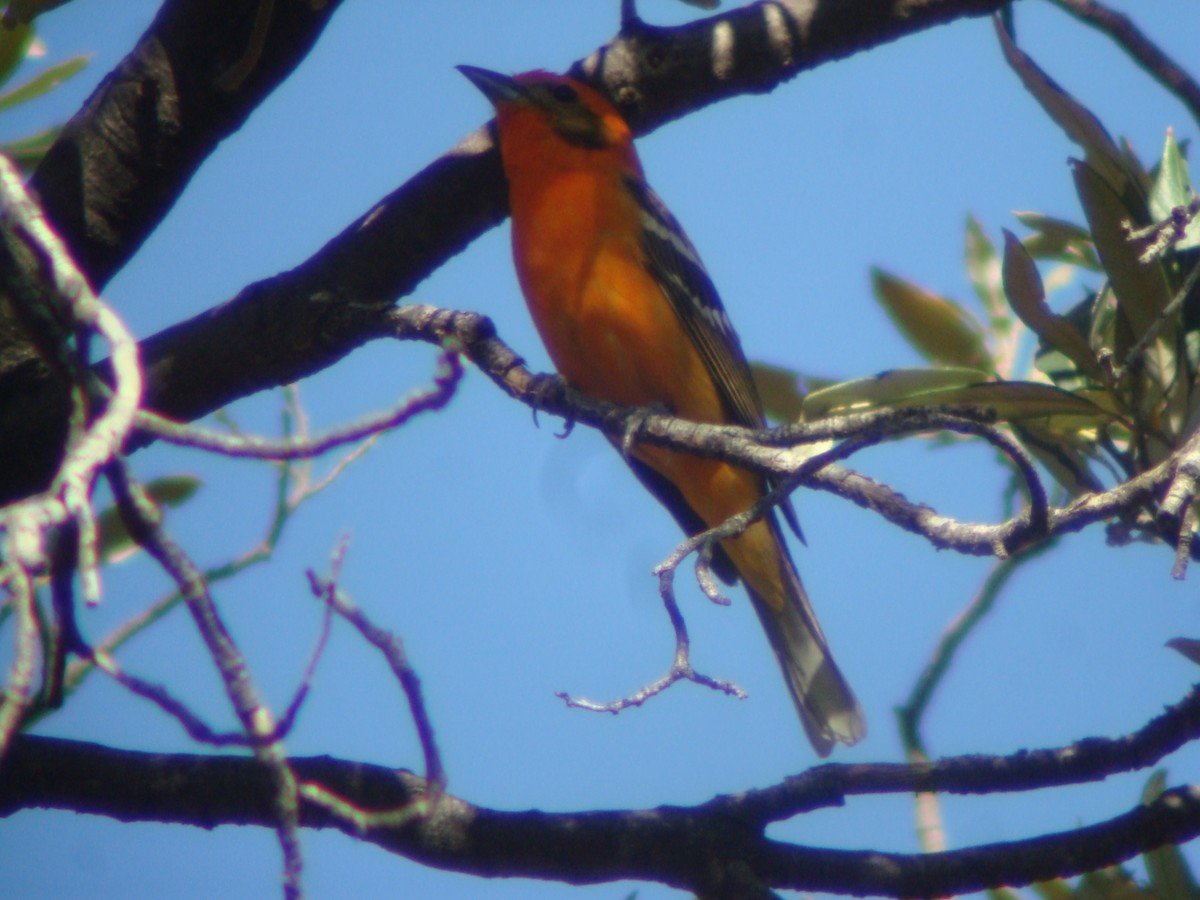 Flame-colored Tanager - Caleb Putnam