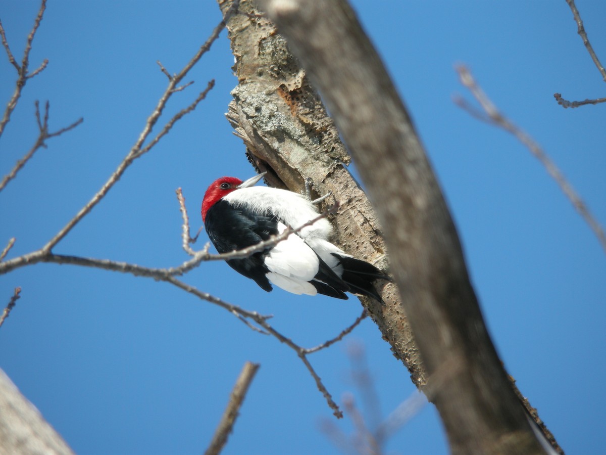 Red-headed Woodpecker - ML126926321