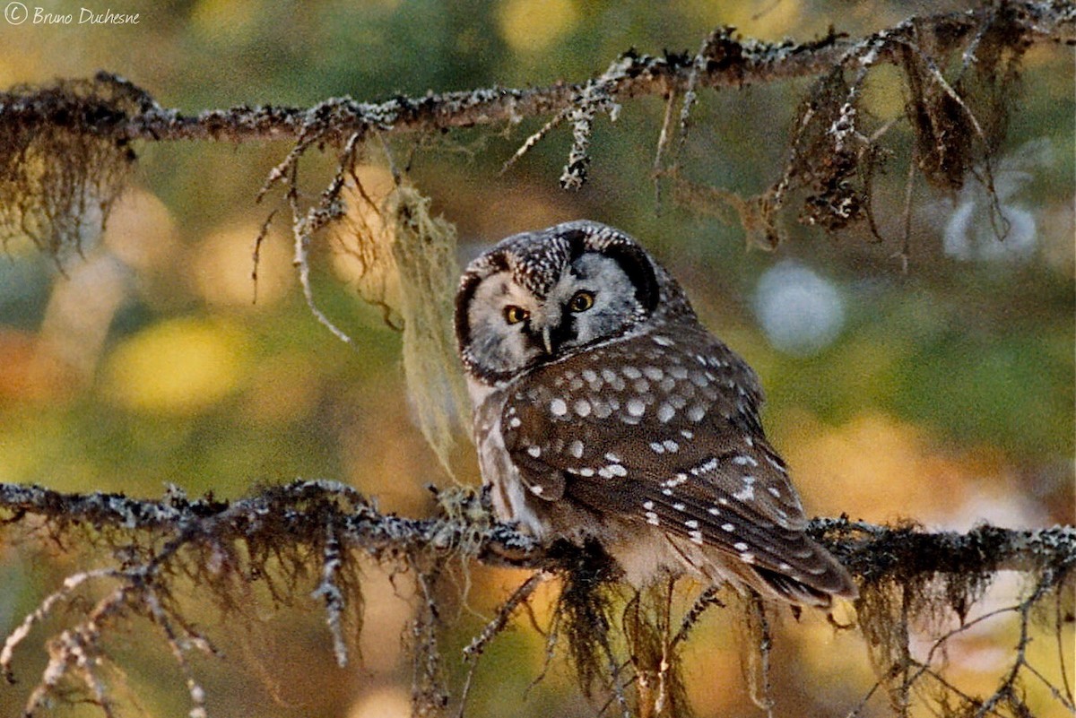 Boreal Owl - Bruno Duchesne