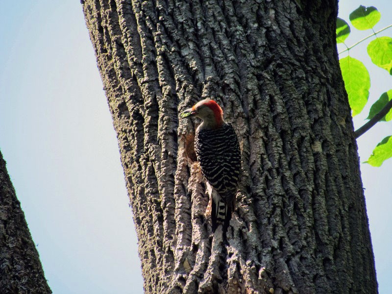 Red-bellied Woodpecker - ML126935411