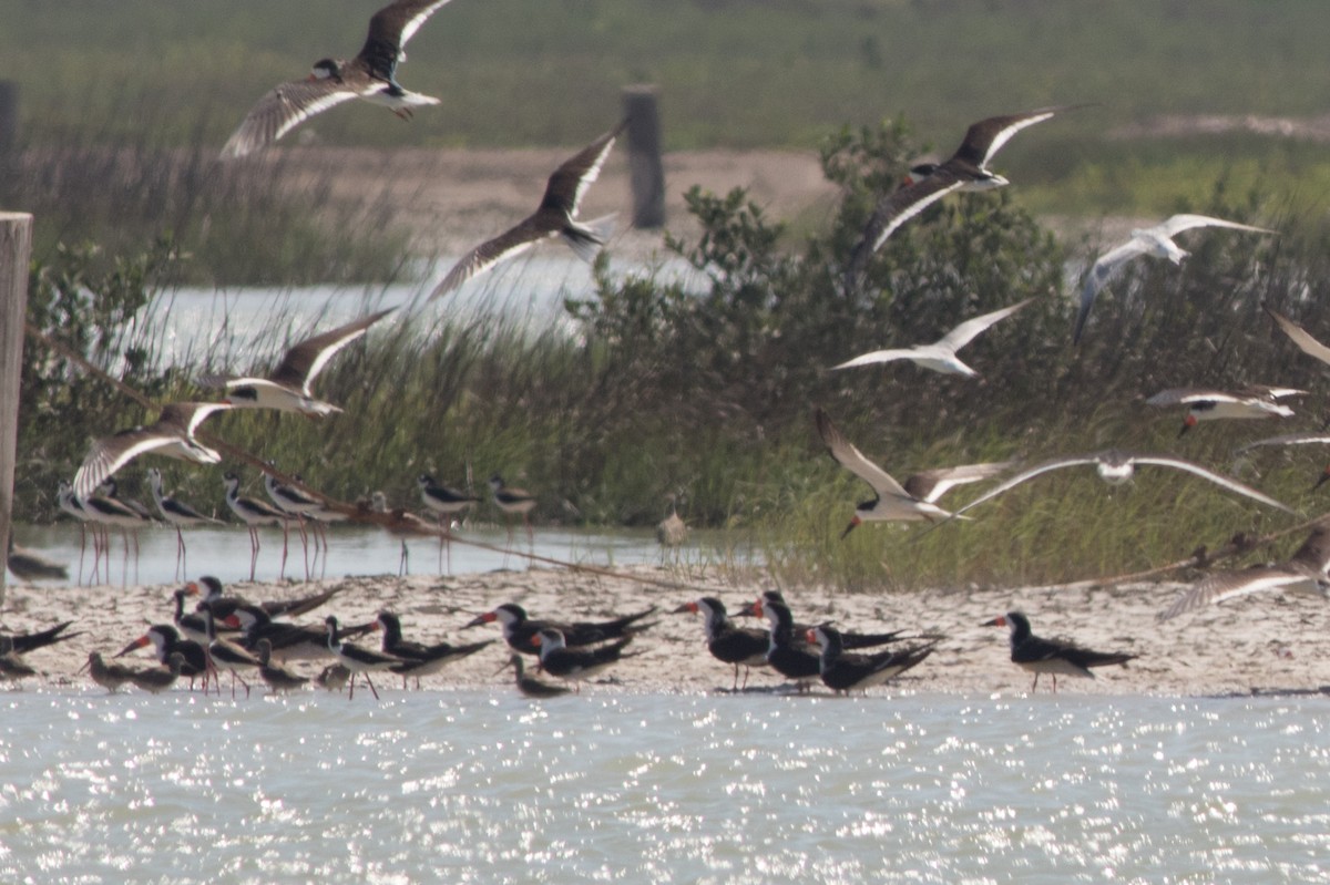 Black-necked Stilt - Seymore Gulls