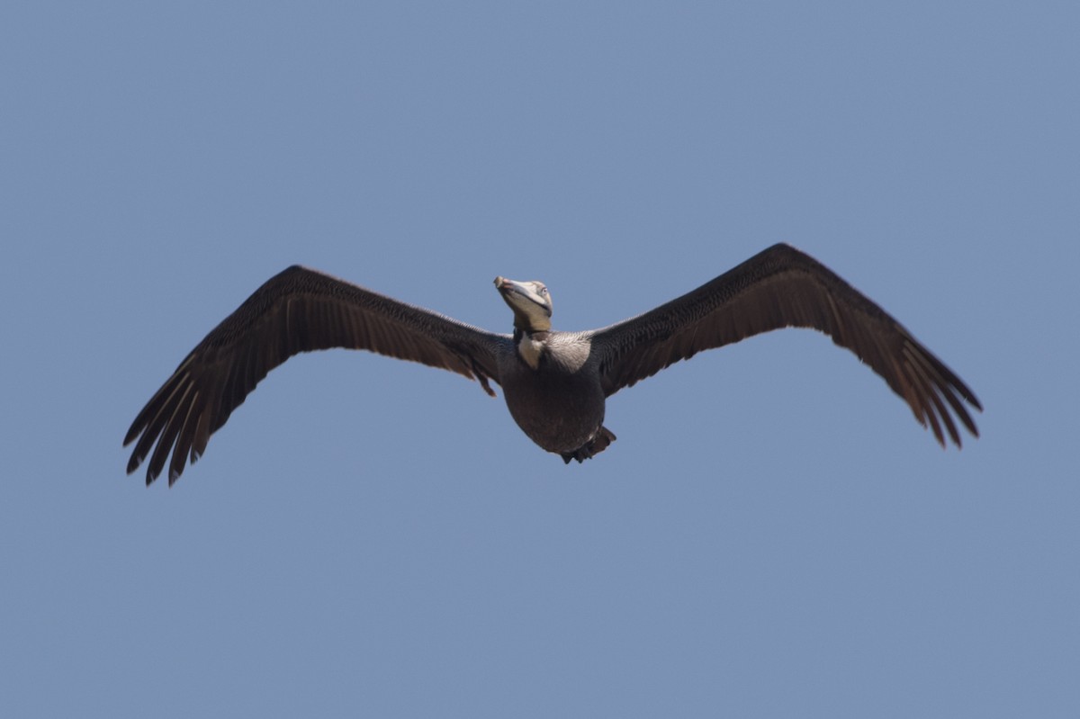Brown Pelican - Seymore Gulls