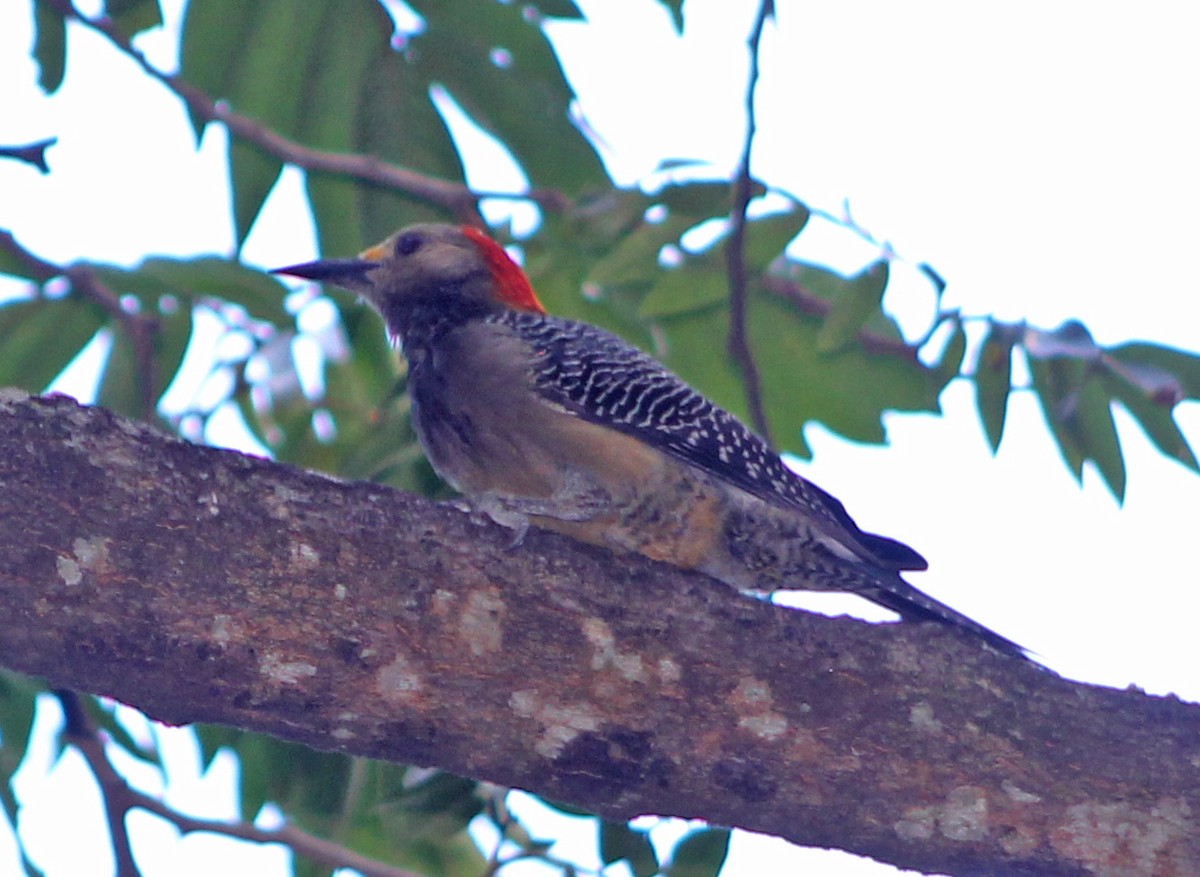 Golden-fronted Woodpecker - ML126938161