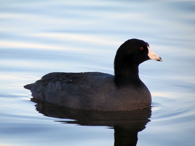 American Coot (Red-shielded) - Alyssa Nees