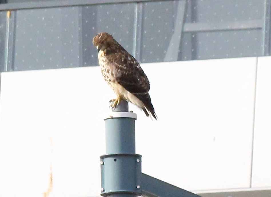Red-tailed Hawk - ML126942351