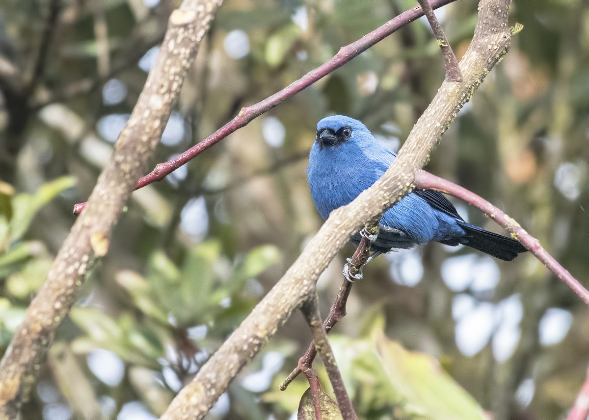 Blue-and-black Tanager - ML126942651