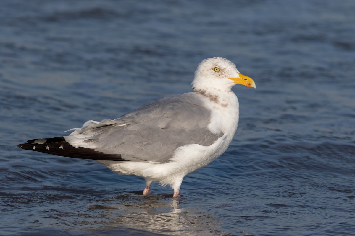 Herring Gull - Seymore Gulls