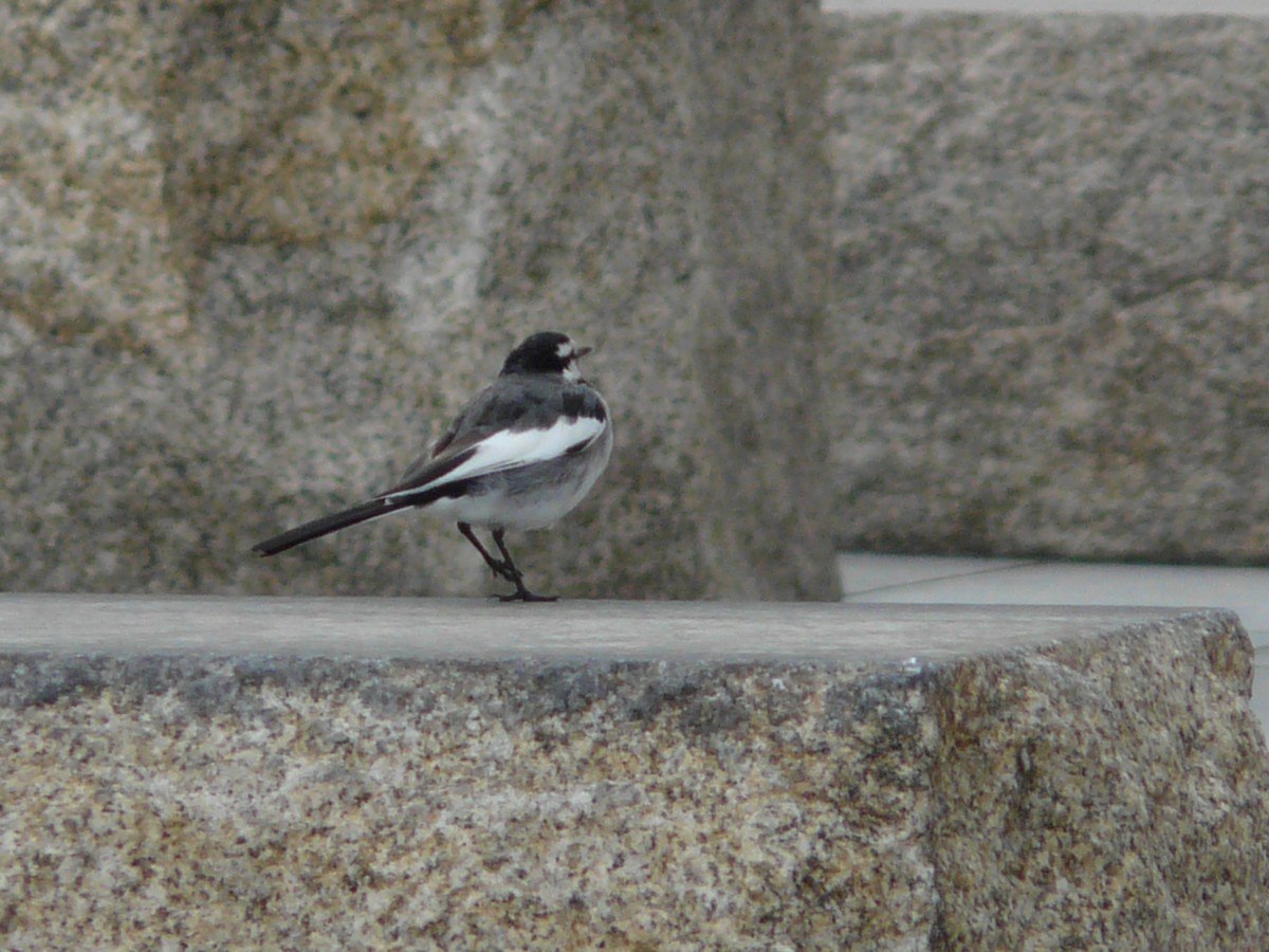 White Wagtail (Black-backed) - ML126945781