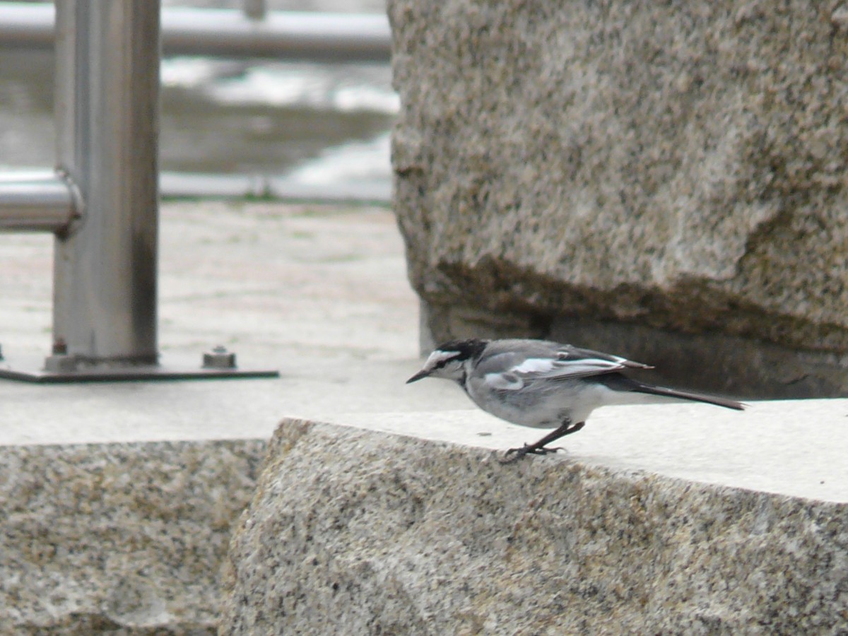 White Wagtail (Black-backed) - ML126945791