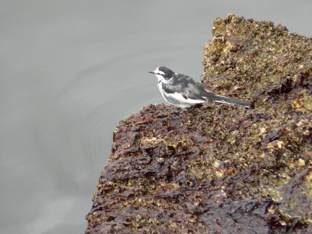 White Wagtail (Black-backed) - ML126945801