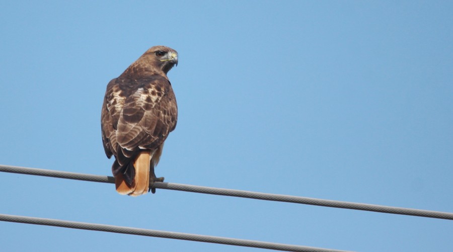 Red-tailed Hawk - ML126946091